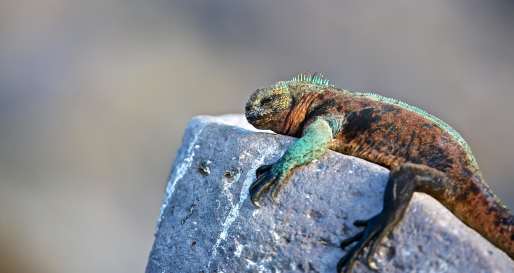 Marine Iguana 