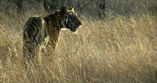 Game Drives in Kanha