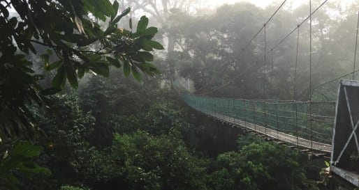 Canopy Walk - Borneo Rainforest Lodge Canopy Walk