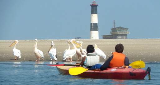 Kayak Safari