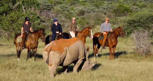 Rhino trakking on horseback 