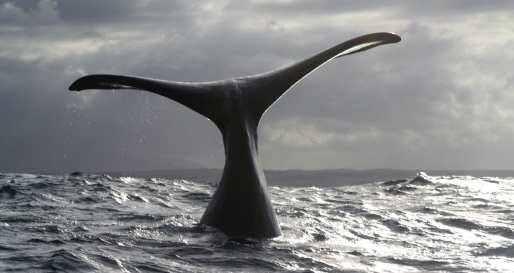 Southern Right Whale - Hermanus