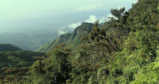 Walking in Horton Plains