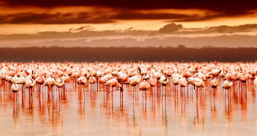 Flamingos - Go Flamingo Watching on Lake Manyara