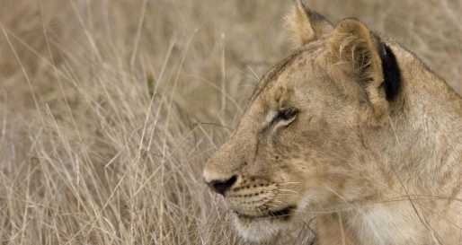 Searching for big cats in Ruaha