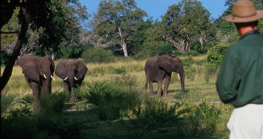 Selous walking safari