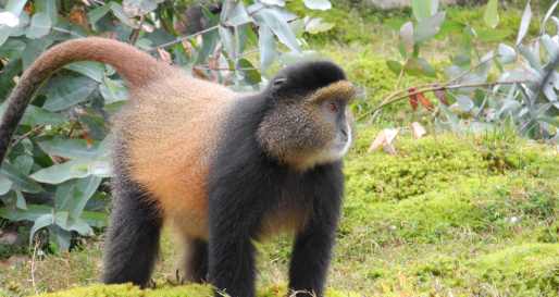 Golden Monkey - Golden Monkey trekking
