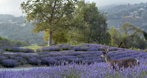 Lavender colours - Carmel Valley Ranch
