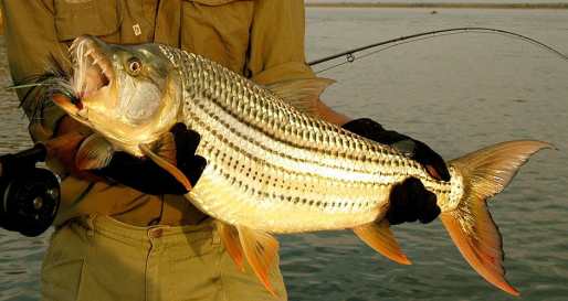 Tigerfish - Fishing on the Lower Zambezi