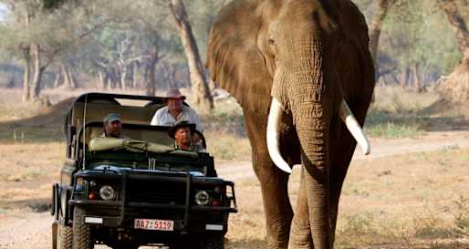 Stretch with bull elephant - Goliath Safari Camp
