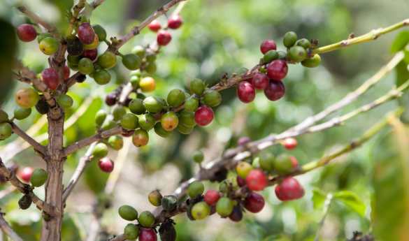 Coffee Tour at Finca Rosa Blanca