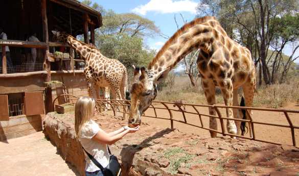Giraffe Centre - African Fund for Endangered Wildlife