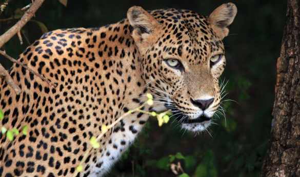 Safari in Wilpattu National Park