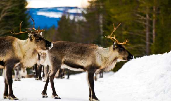 Reindeer visit at Lapland Guesthouse