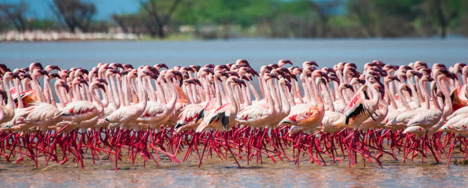 Summer Safaris