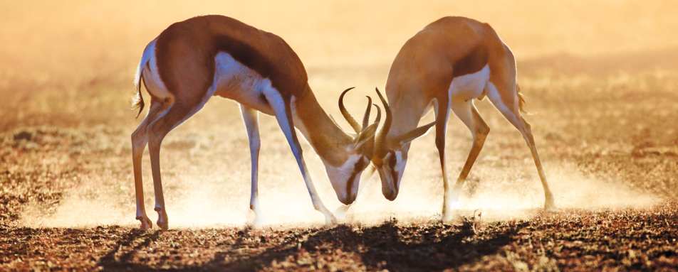 The Kalahari