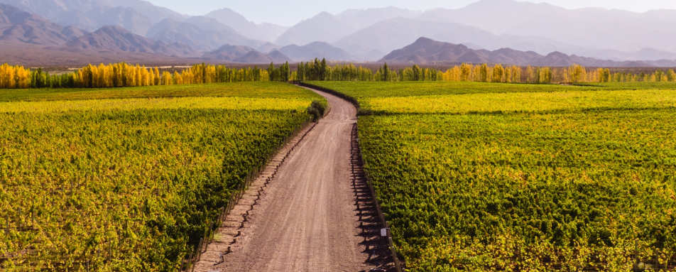 Vineyards - Mendoza 