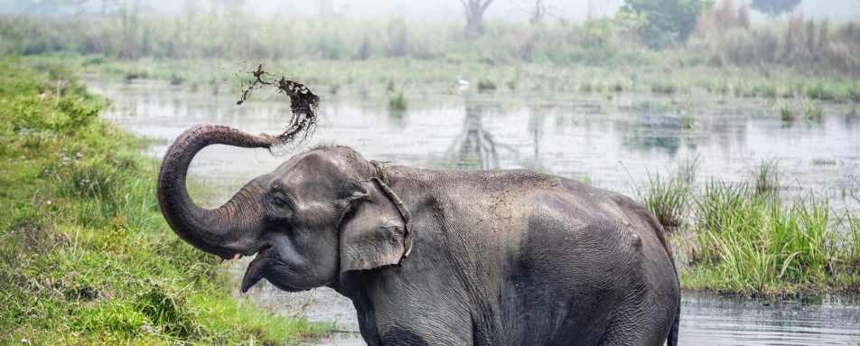 Chitwan National Park