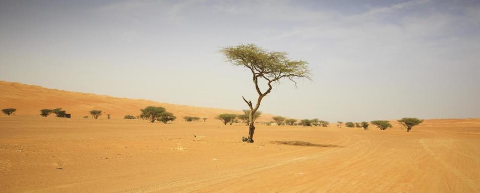 Wahiba Sands