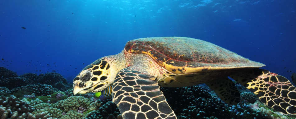 Rangiroa