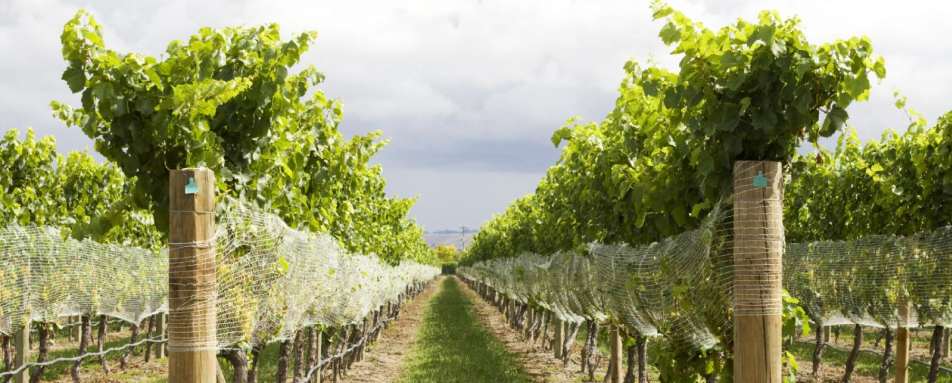 Hawkes Bay