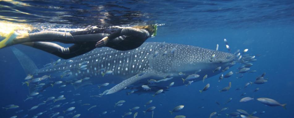 Sal Salis Swimming with Whale Sharks