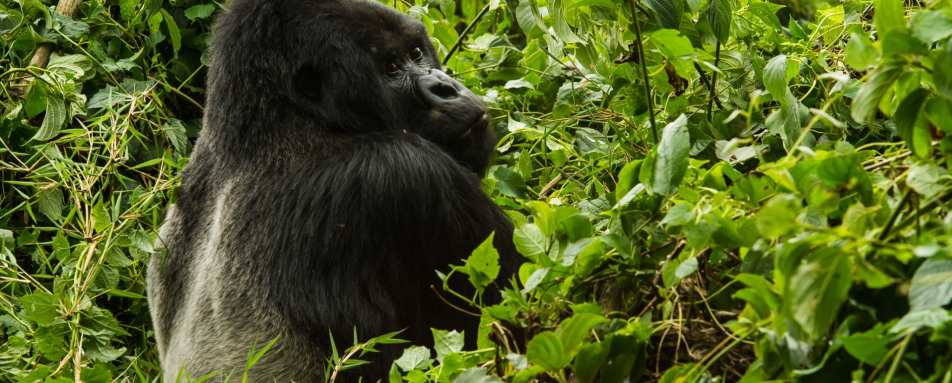 Silverback gorilla