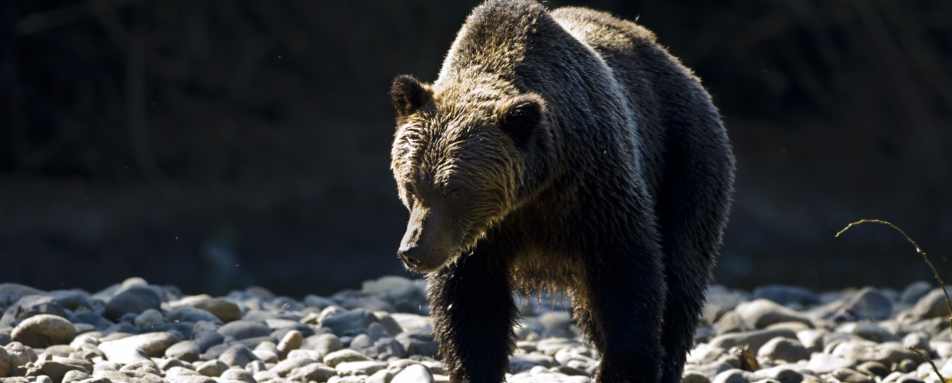 Bear 