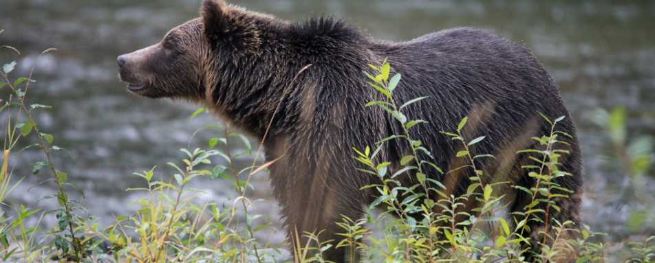 Bear 