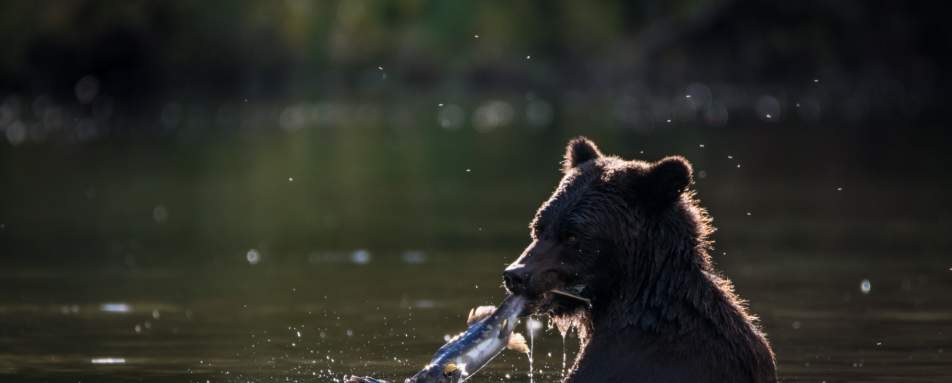Bear 