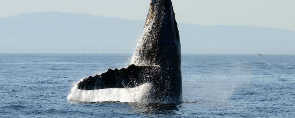 Whale Watching in Tofino