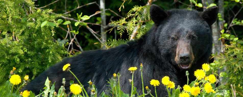 Whistler Bear Viewing Tour