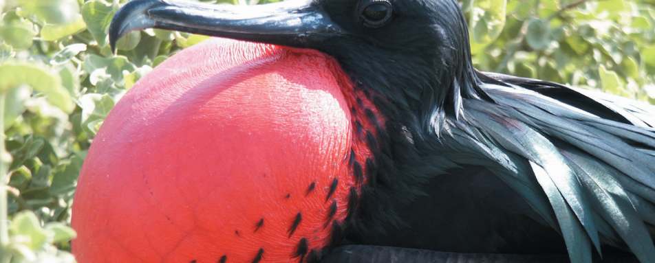 Frigate bird 