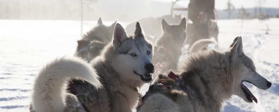 Husky dog sledding