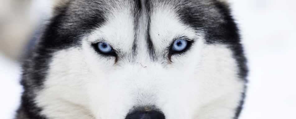 Husky safari at Beana Laponia