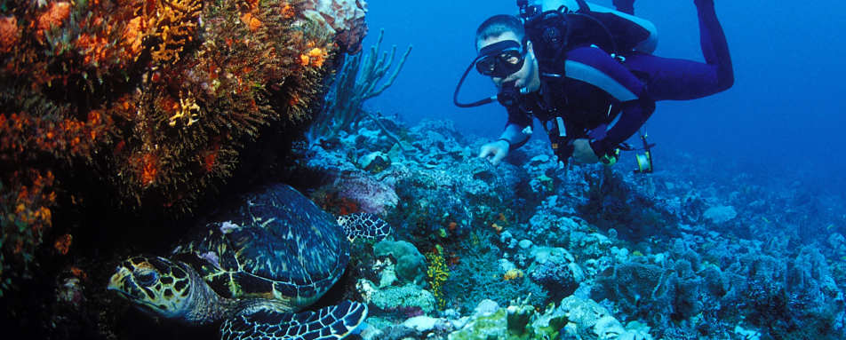 Diving in the Caribbean