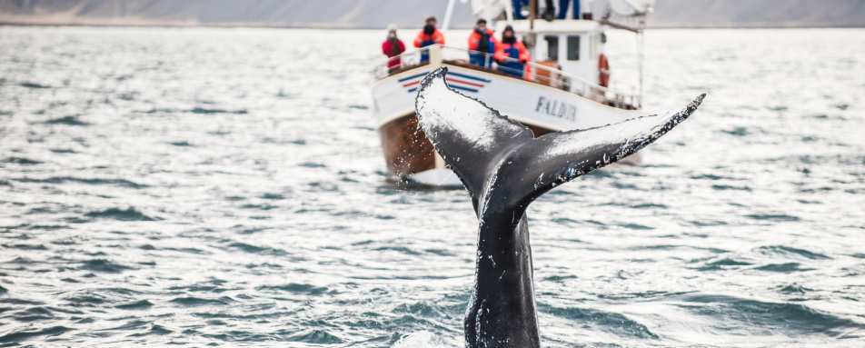 Whale Watching from Snaefellsnes