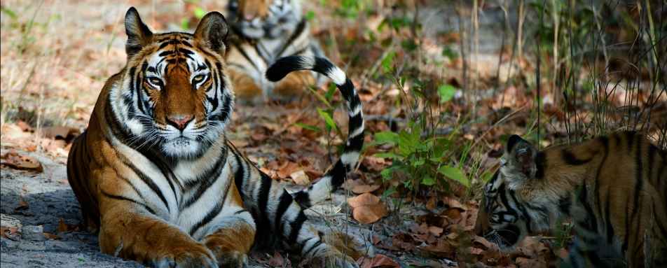 Wild India 