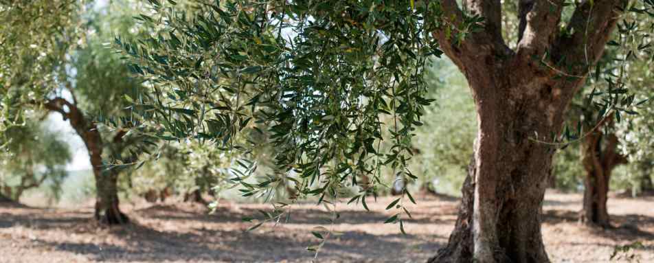 Meet the Olive Oil producer with the Lombardi Family