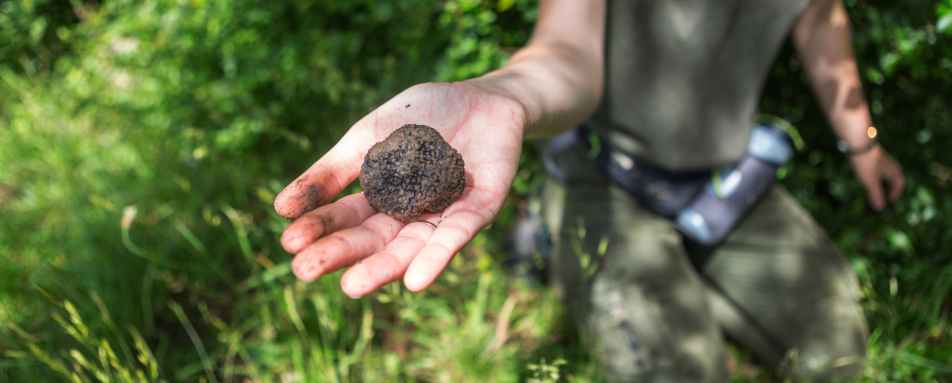Truffle hunting in the Langhe