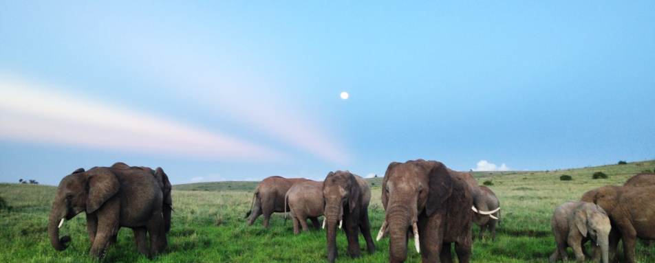 Elephant