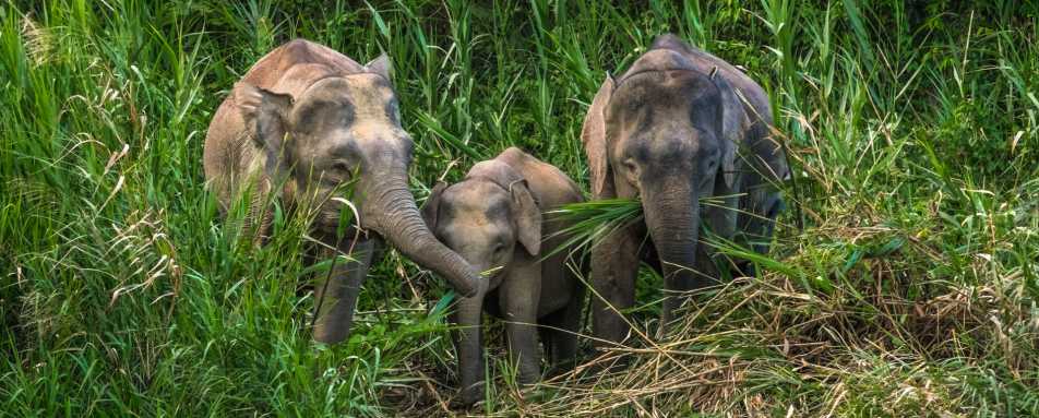 Pygmy Elephants -