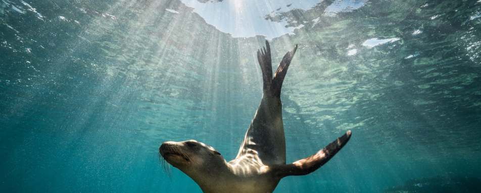 Sea Lion 