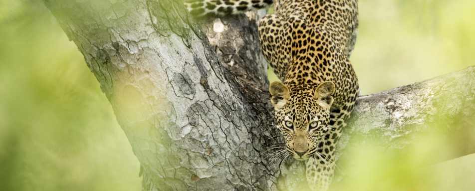 Wildlife in Kruger 