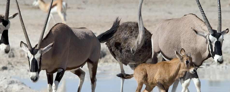 Game near Ongava 