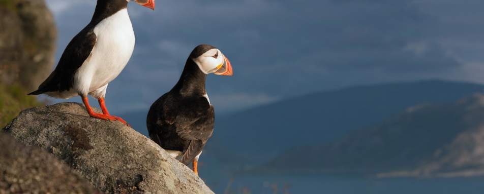 Wildlife Sea Safari