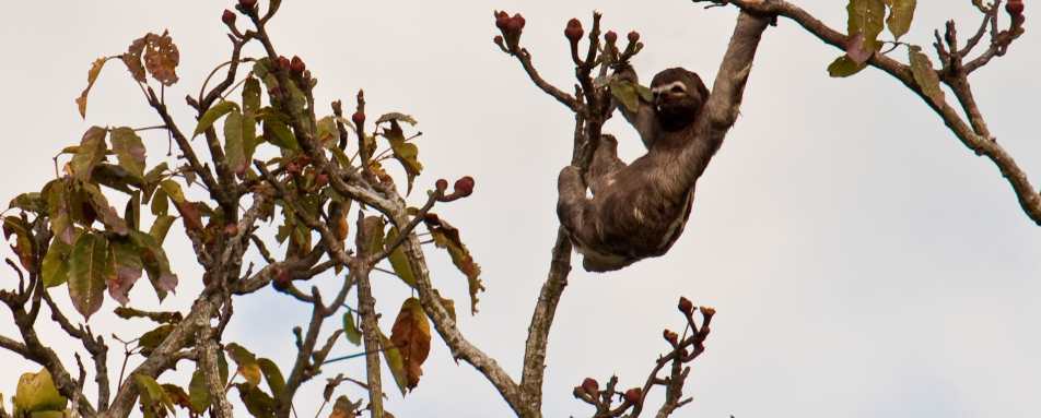 Sloth - Delfin III