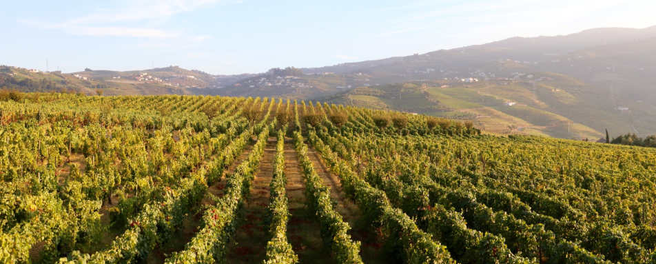 Vineyards - Wine Country of Portugal: Porto and the Douro Valley