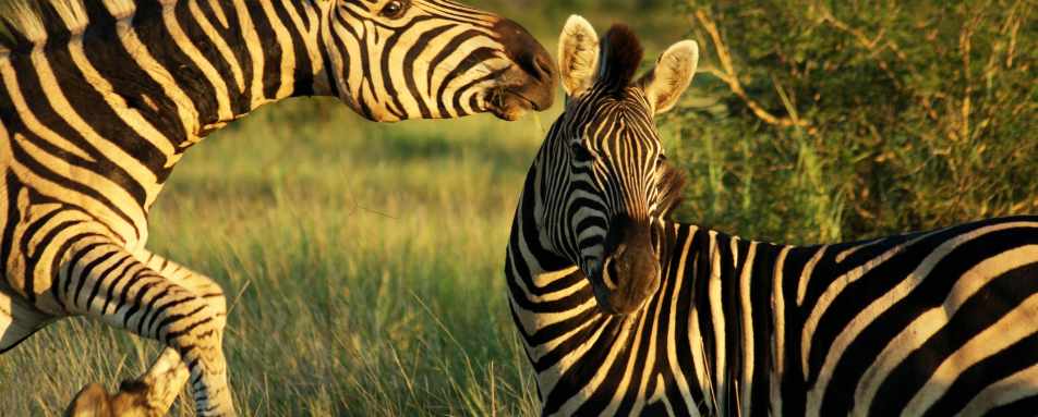 Zebra on safari 