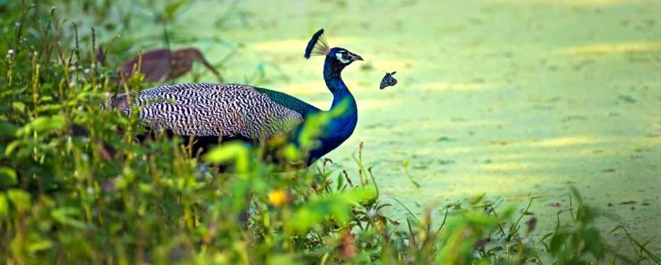 Jeep Safari at Yala National Park